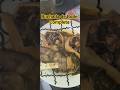 Rango de hoje: Buchada completa