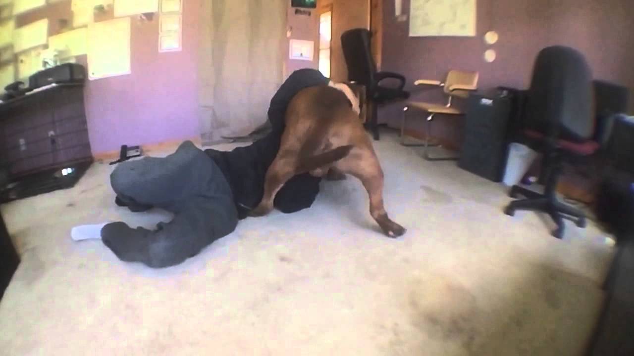 World famous "HULK" of ddkline Severely injures owner while wrestling