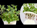 Very unique way of growing mint in water  how to grow mints cutting in water 