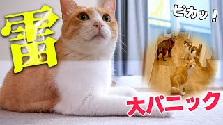 家の近くに雷が落ちて猫たちがパニックになりました