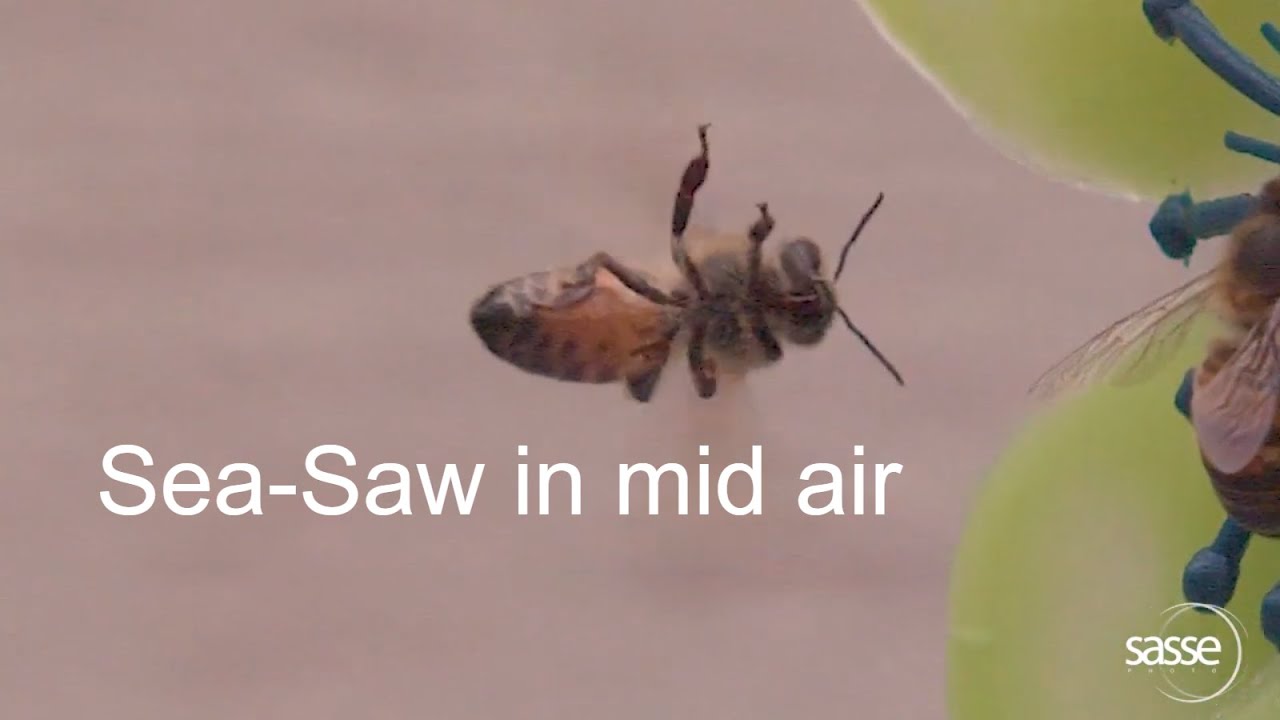 Bee Acrobatics  at 1500 frames per second in slow motion! 