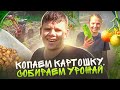 Копаем картошку, собираем урожай