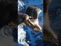 The Alloy Eagle