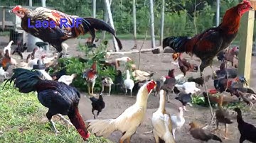 Hmong American Chicken Farm/Hmoob Meskas Yug Qaib 2019