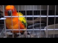 コガネメキシコインコ　えさくれダンス