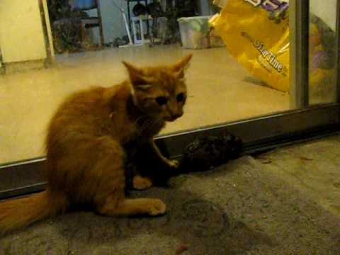 Cat killing mouse - YouTube