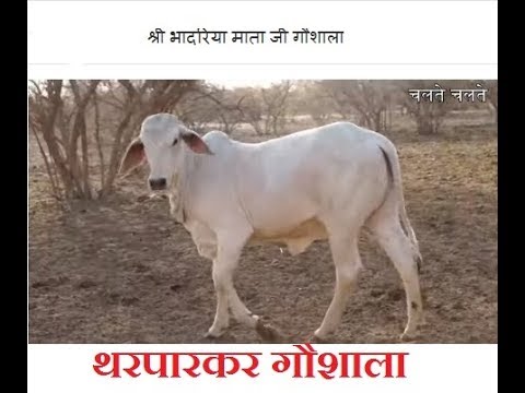सुंदर थरपारकर गाय की भरमार - श्री भादरिया माता जी गौशाला | एक से बढकर एक video editing software free