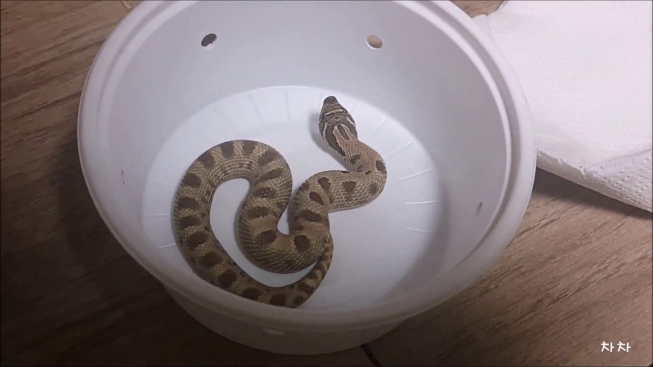 king snake oklahoma 애완뱀 아나콘다 호그노즈 (돼지코뱀) 입양 anaconda hognose unboxing