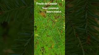 Pruche du Canada #montreal #trees #relaxation #hemlock #arbres