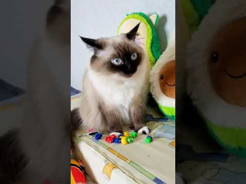 Можно ли кошкам рыбу? #shorts