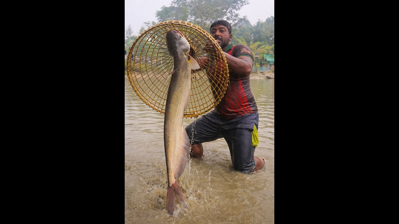 Boler Fish 😱 UNBELIEVABLE! Giant Monster Boal Fish Caught by Hand in Village River ...