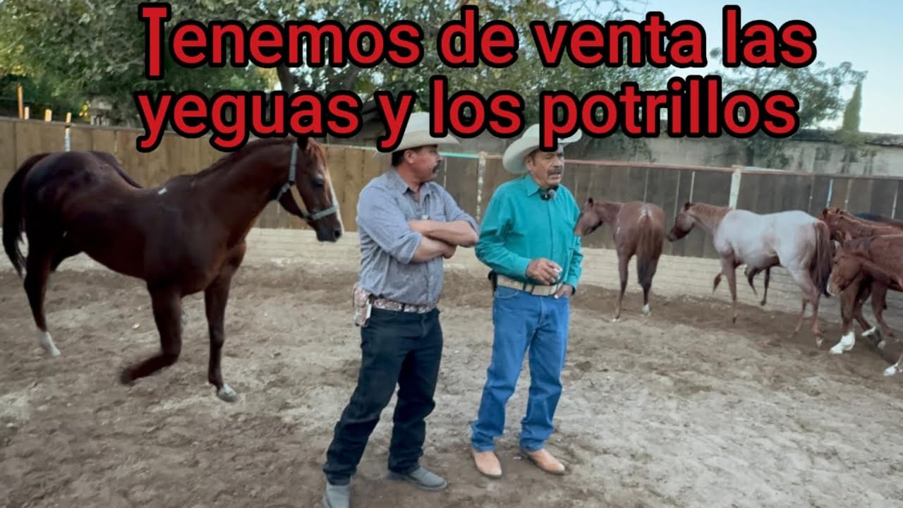 TENGO TODAS MIS YEGUAS CARGADAS DE MI CABALLO EL PADNDO Y LAS TENGO DISPONIBLE