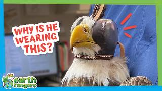 This Eagle Couldn’t Fly So Why Did Rescuers Cover His Eyes? | Earth Rangers