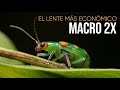 🐜 FOTOS MACRO EN 2X CON EL PERGEAR 60mm Y UNA Z6ii | Solo bichos vivos en su hábitat natural.