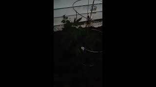 Growing Outdoors strawberry diesel Maui Wowie blue dream vortex