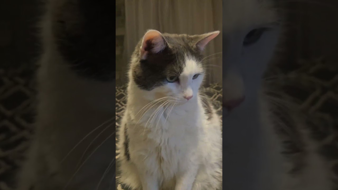 Unhinged cat core 😭 || 