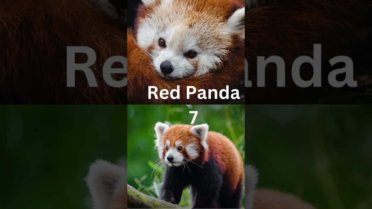 Top 10 most Beautiful Animals in the World✨👀  