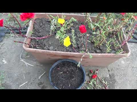 Vidéo: Portulaca Plants - Comment faire pousser la fleur de Portulaca