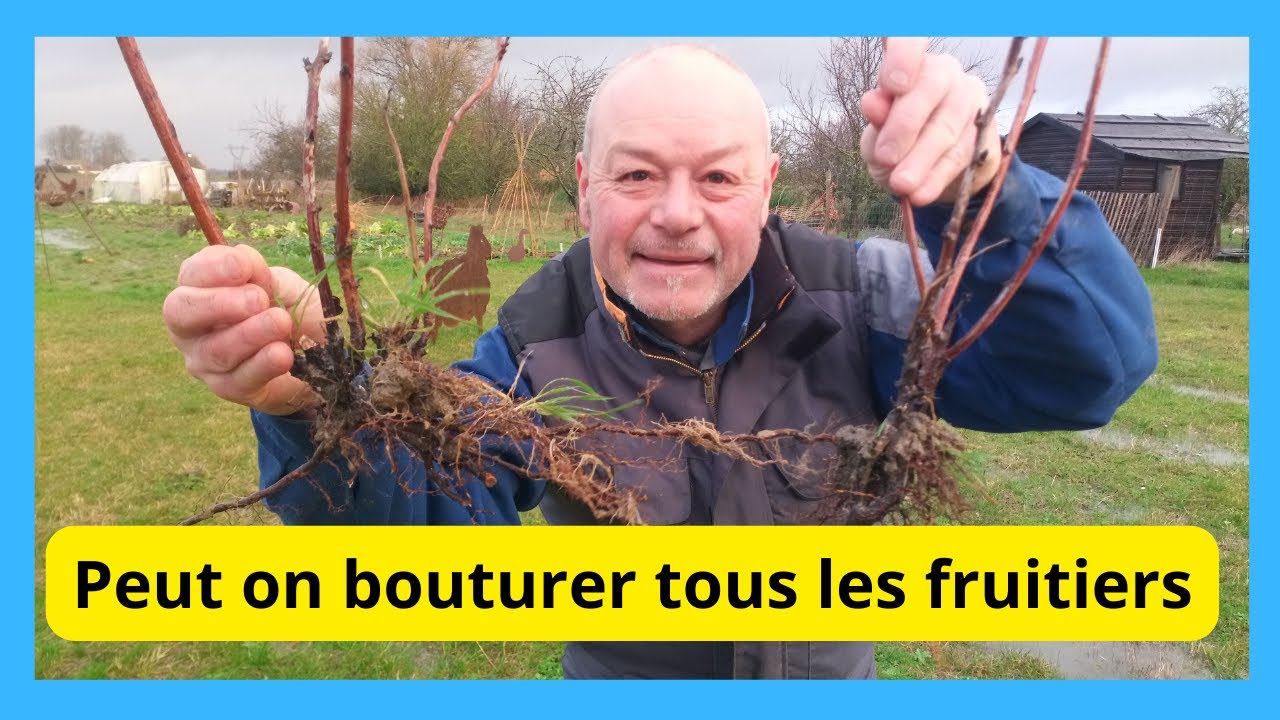 Peut on bouturer tous les fruitiers ?