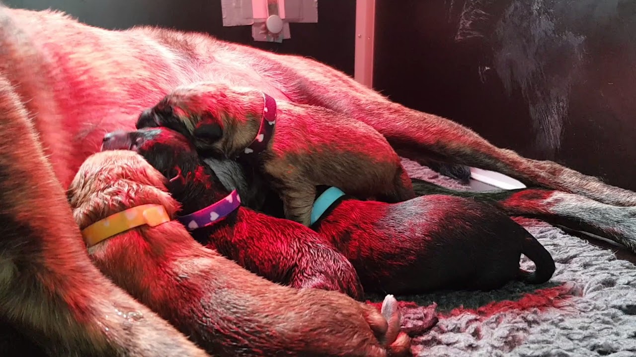 Noa & mechelse / hollandse herderpups