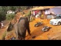 Elephant attack in Kerala