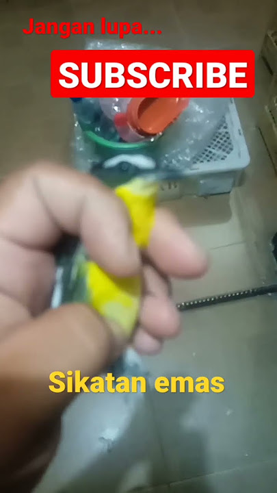 sikatan emas cocok buat master
