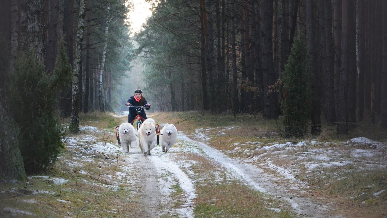 snowbound samoyeds