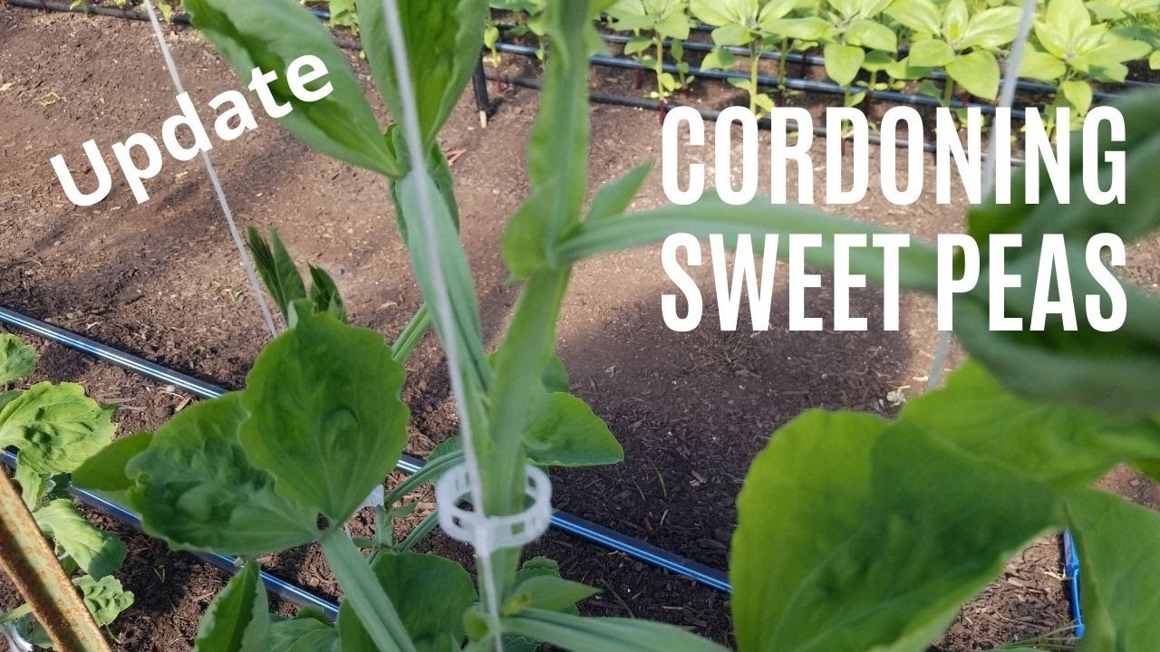 Cordon Sweetpea Update