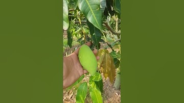 Thời điểm nào thích hợp bao trái P1 #xoài #gocculao