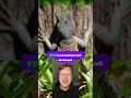These Lizards Have Third Eyes #lizard #nature #learning #education #facts