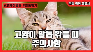 고양이 발톱 깎을 때 이게 제일 중요해요!!