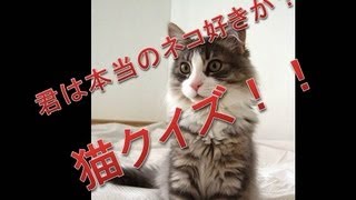 【簡単】女性も思わずハマる?暮らしが楽しくなるクイズ特集