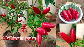 How to Grow Chillies in Pots / Easy for Beginners