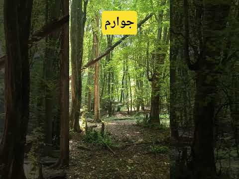 شکست نور زیبا در جنگل جوارم جوارم شیرگاه مازندران