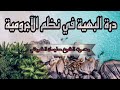 درة البهية في نظم الآجرومية بصوت الشيخ سليمان بن محمد الشويهي