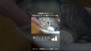 洗面器の中に入って気持ち良さそうに撫でられる子猫。 #Shorts