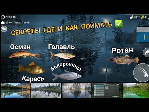 Видео: my fishing world - Ротан, Осман, Голавль, Белорыбица, Карась секреты где и как поймать