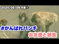 6/9 午前(1) パンチくんの朝食&赤ちゃん達のあそび(Punch-kun's breakfast & the babies' playtime)2026.06.09