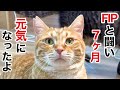 【FIP再発】長い治療が一区切り。甘えん坊に戻った 愛猫の今。