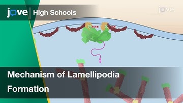 Mechanism of Lamellipodia Formation | Cell Bio | Video Textbooks - Preview