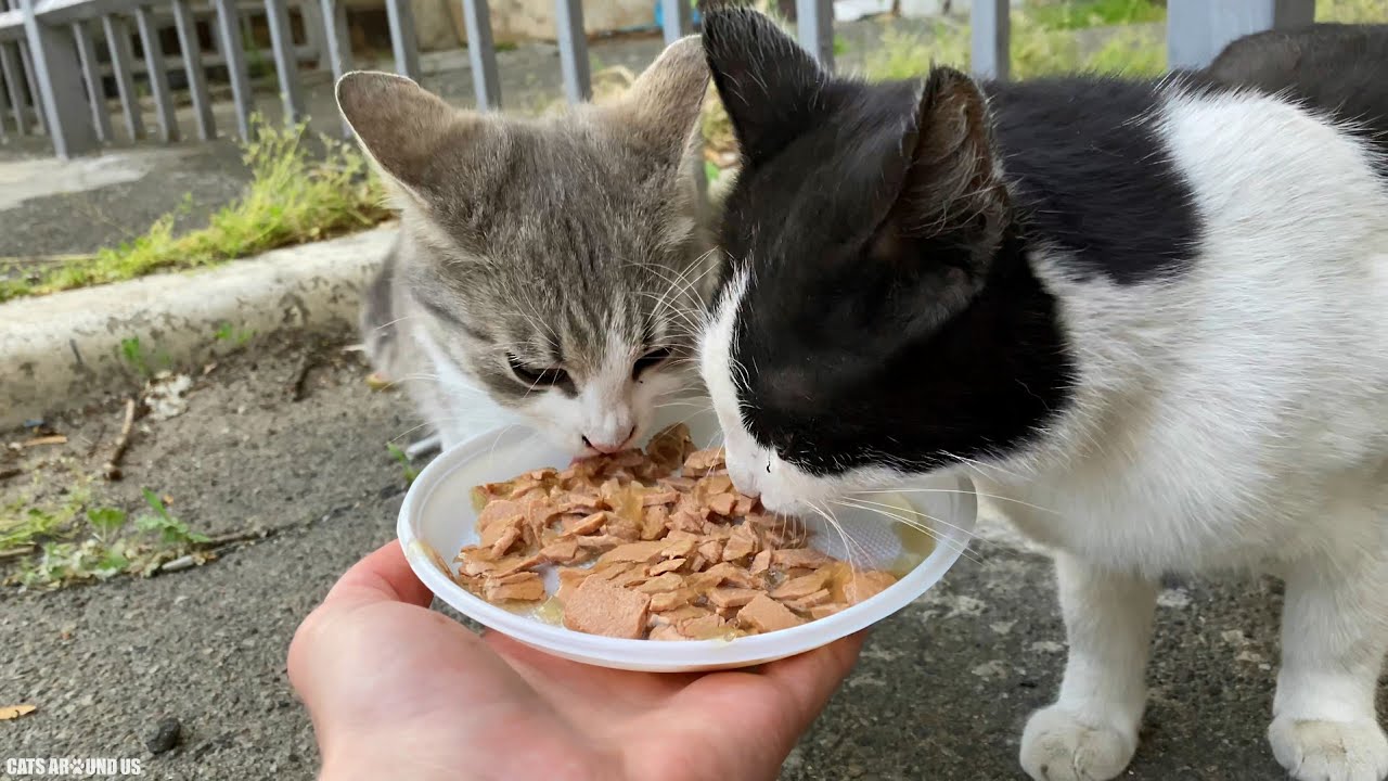 Stray Cats Eat food from My hand and Play with Me