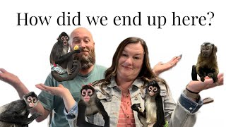 How we ended up where we are with 5 monkeys #monkeys #spidermonkey #capuchin #family