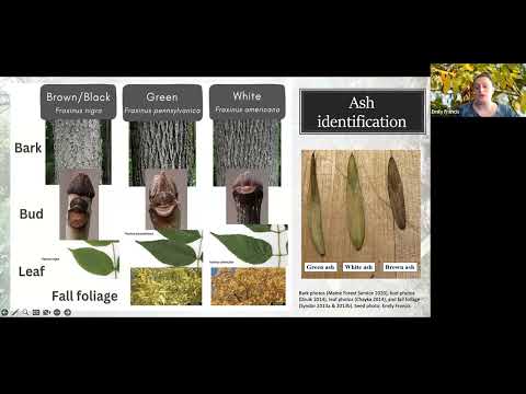 Video: Klareta oša informācija: uzziniet par osisu audzēšanu
