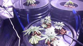 Full DWC system.  We got roots!!! #TRICHOMECHASER #DWC #STAYMEDICATED
