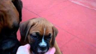 7-week old Boxer puppies