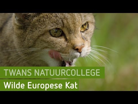 Video: Wilde Boskat: Foto's, Soorten En Namen, Natuur En Levensstijl, Katten Fokken