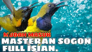 masteran sogon full isian ||kenari,gereja,cililin,love bird dan belalang