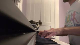 Bach continuo plus cat