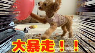 【激おこ】風船で遊びたい飼い主と拒否するトイプードルのぷぷ by まるで天才イヌの「ぷぷ」 158 views 4 months ago 5 minutes, 7 seconds