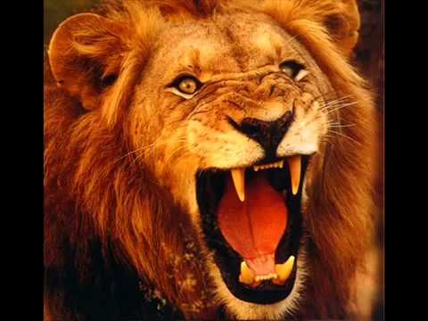 How A #Lion #Roars - Sound Effect - #Animation #LionVideo #forKids